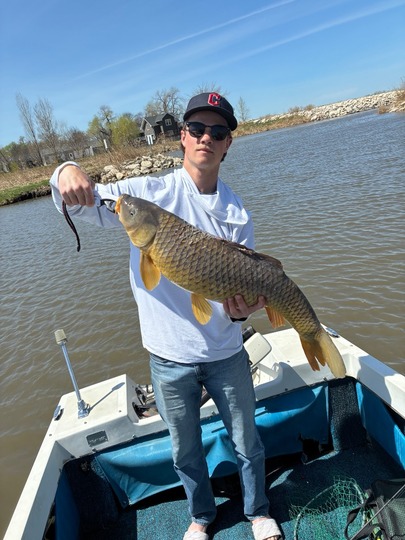 Common Carp
