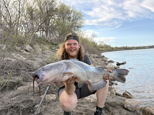 Channel Catfish