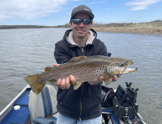 Brown Trout