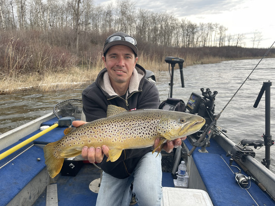 Brown Trout