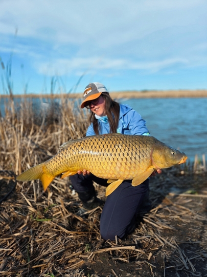Common Carp