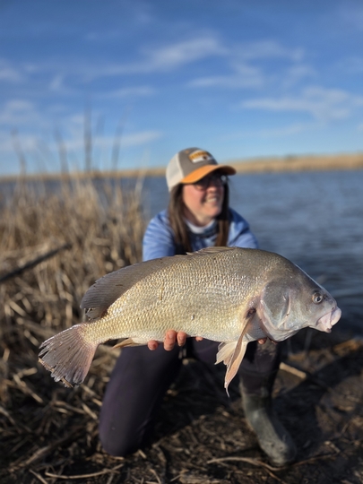 Freshwater Drum