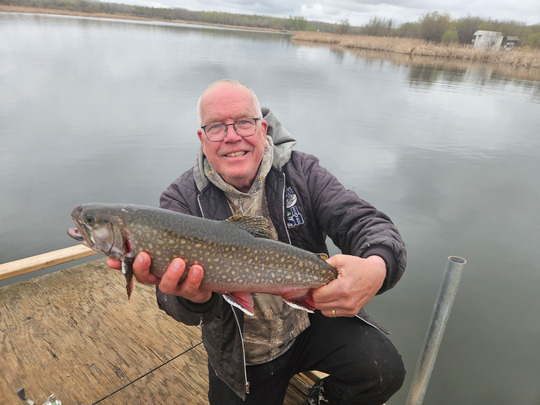 Brook Trout