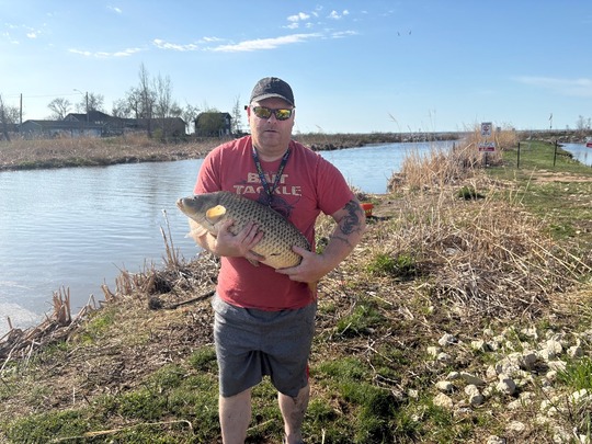 Common Carp