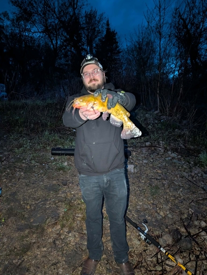 Bullhead
