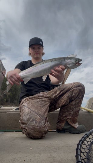 Rainbow Trout