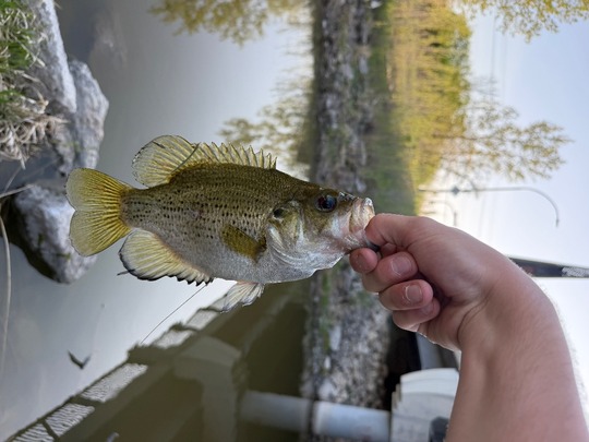 Rock Bass