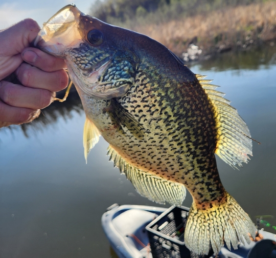 Black Crappie