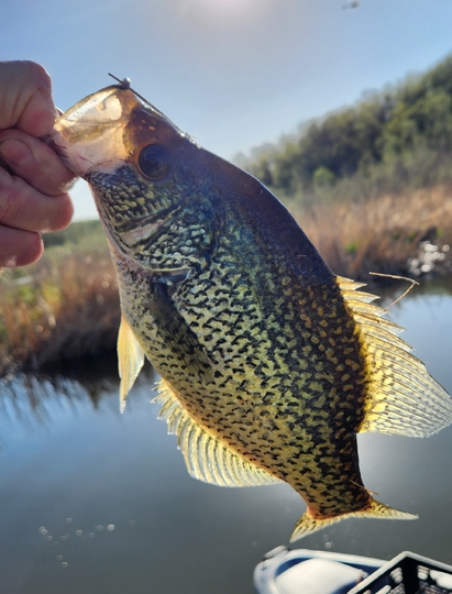 Black Crappie