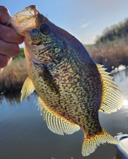 Black Crappie