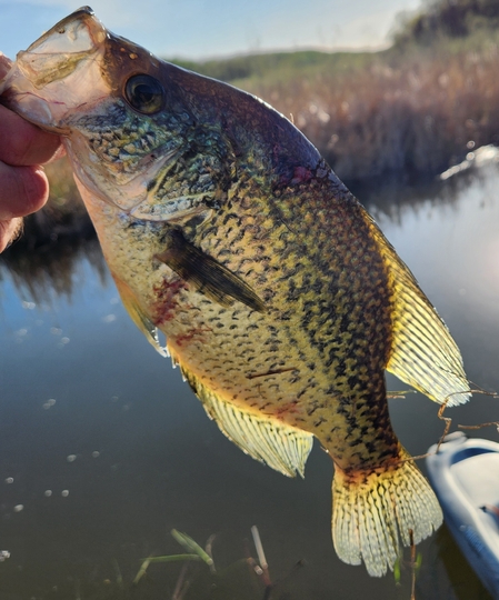 Black Crappie