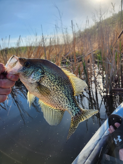 Black Crappie