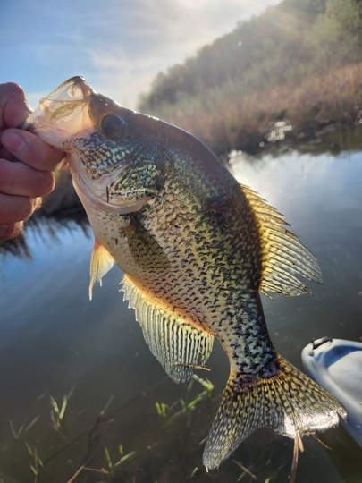Black Crappie