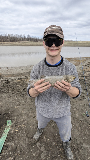 Goldeye