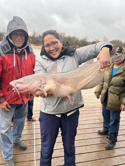 Channel Catfish