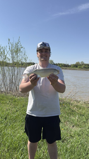 Goldeye