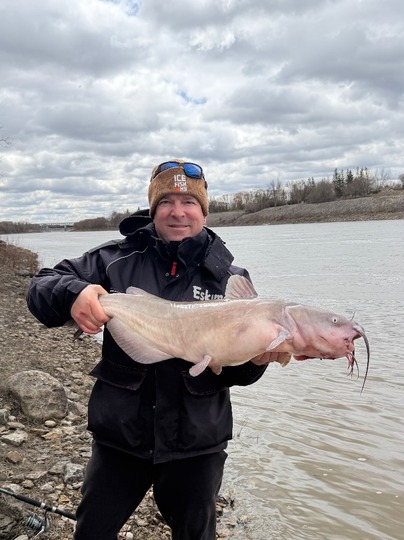 Channel Catfish