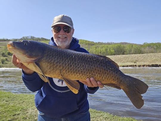 Common Carp