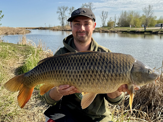 Common Carp