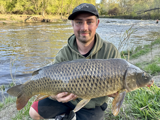 Common Carp