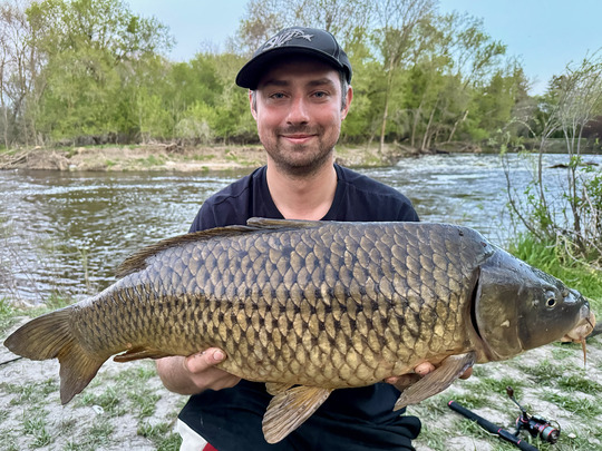 Common Carp