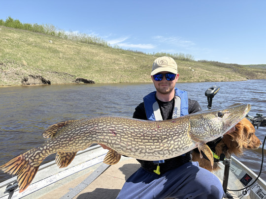 Northern Pike
