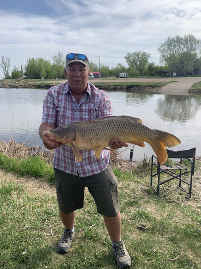 Common Carp