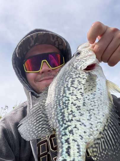 Black Crappie