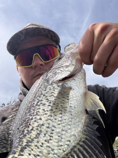 Black Crappie