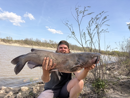 Channel Catfish