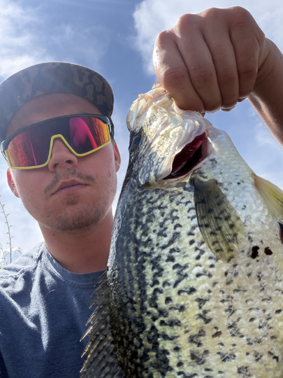 Black Crappie
