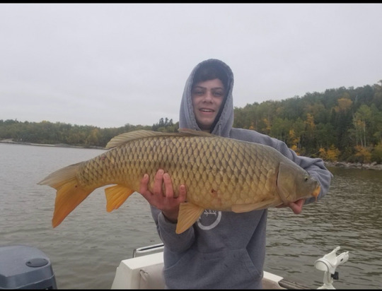 Common Carp
