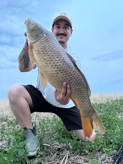 Common Carp