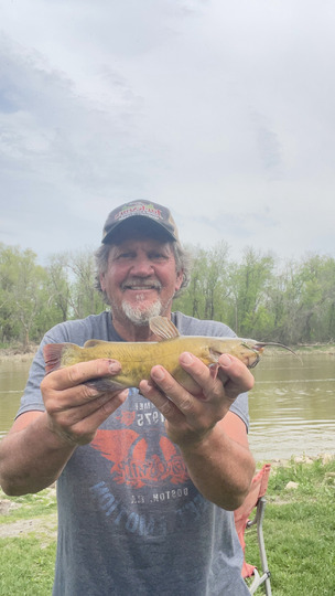 Bullhead
