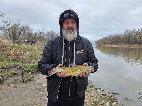 Bullhead