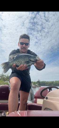 Black Crappie