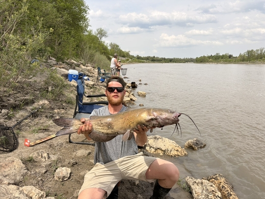 Channel Catfish