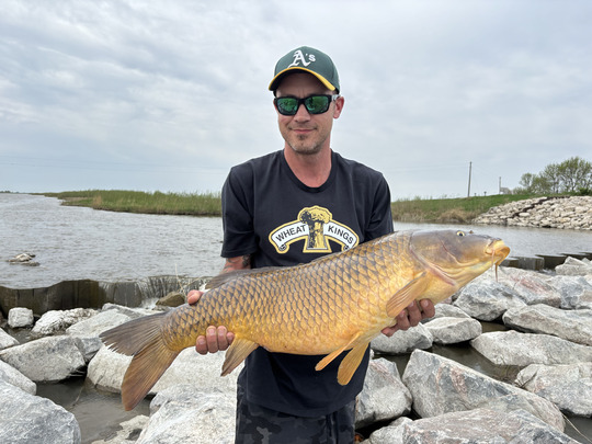 Common Carp
