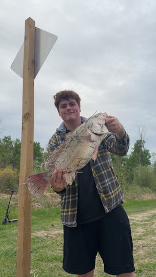 Freshwater Drum