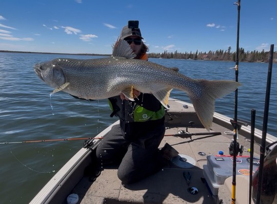 Lake Trout