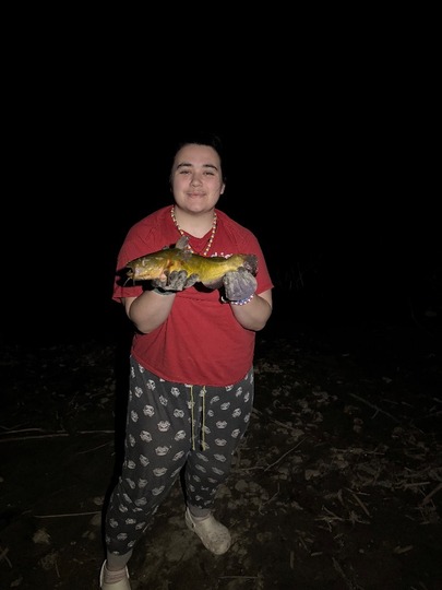 Bullhead