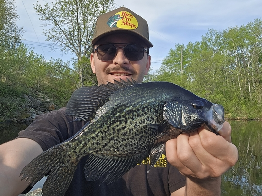 Black Crappie