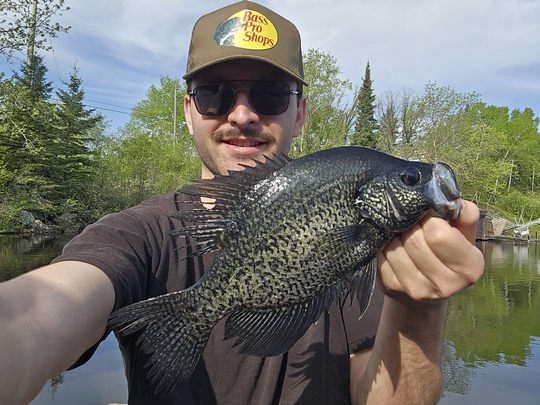 Black Crappie
