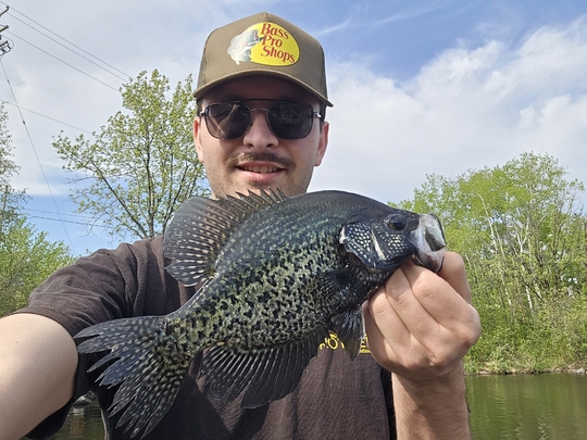 Black Crappie