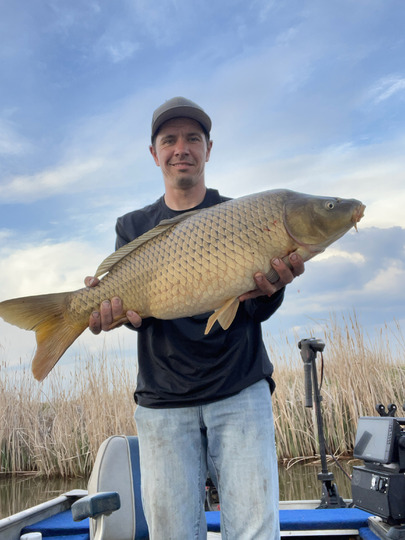 Common Carp