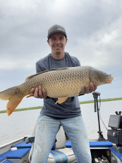 Common Carp