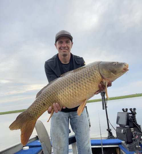 Common Carp