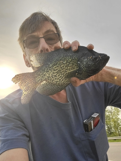 Black Crappie