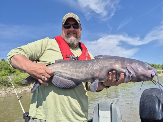 Channel Catfish