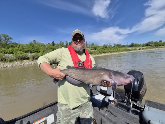 Channel Catfish